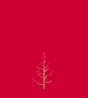 greenshift tree
