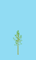 greenshift tree