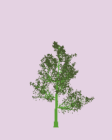 greenshift tree