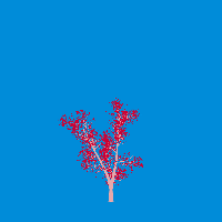 greenshift tree