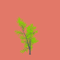 greenshift tree