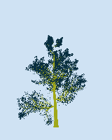 greenshift tree