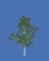 greenshift tree