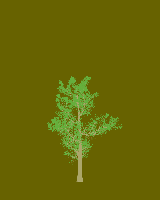 greenshift tree