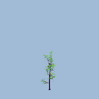 greenshift tree