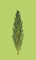 greenshift tree
