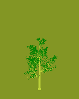 greenshift tree