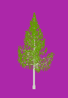 greenshift tree