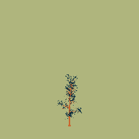 greenshift tree