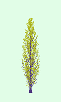 greenshift tree