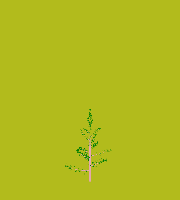 greenshift tree