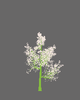 greenshift tree