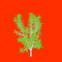 greenshift tree