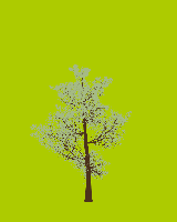 greenshift tree