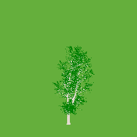 greenshift tree