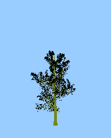 greenshift tree