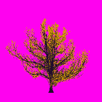 greenshift tree