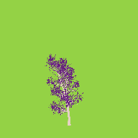 greenshift tree