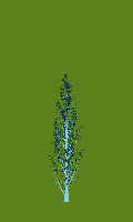 greenshift tree
