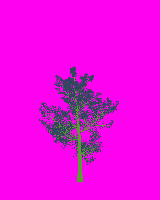 greenshift tree