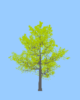 greenshift tree