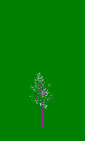 greenshift tree