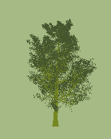 greenshift tree