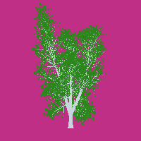 greenshift tree
