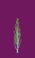 greenshift tree