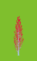 greenshift tree