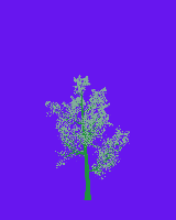 greenshift tree