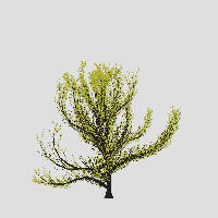 greenshift tree