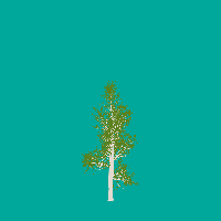 greenshift tree