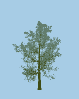 greenshift tree