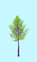 greenshift tree