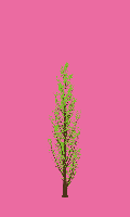 greenshift tree