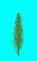 greenshift tree