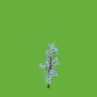 greenshift tree