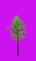 greenshift tree