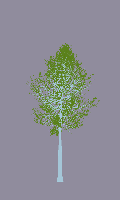 greenshift tree
