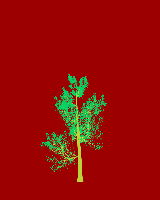 greenshift tree
