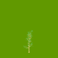 greenshift tree