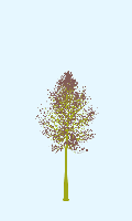 greenshift tree