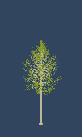 greenshift tree