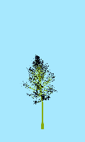 greenshift tree