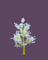 greenshift tree