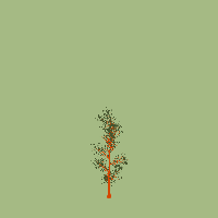 greenshift tree