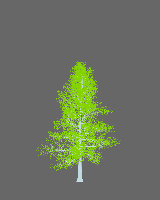 greenshift tree