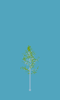 greenshift tree