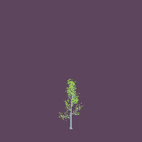 greenshift tree